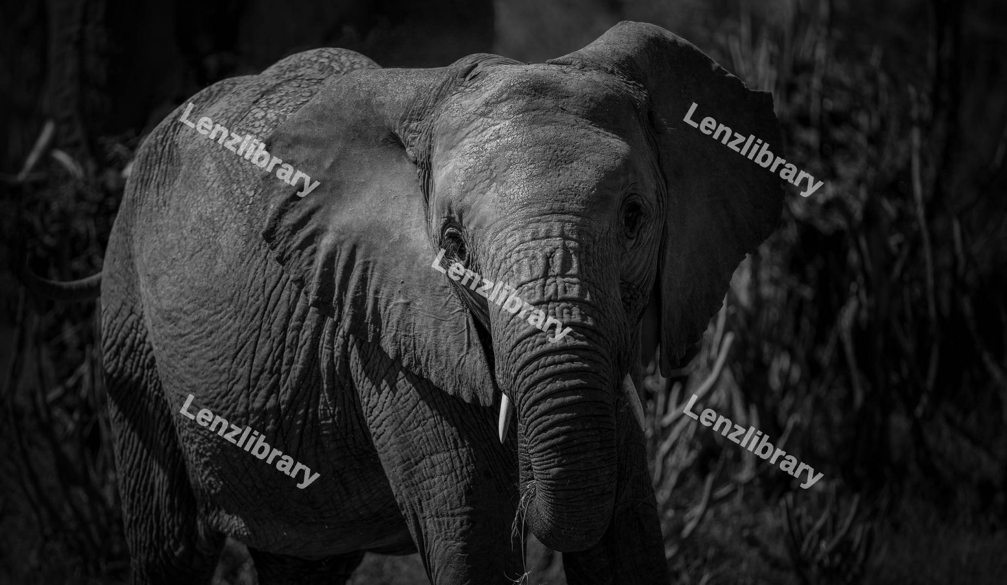 Close up of a Elephant